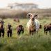 Campaign launched to protect access and promote respect in Jersey’s countryside