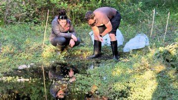 Durrell’s Agile Frog Programme shortlisted for National Award