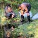 Durrell’s Agile Frog Programme shortlisted for National Award