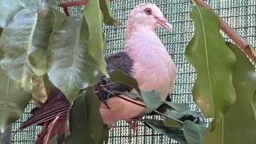 Pink pigeons from Jersey Zoo help boost wild gene pool
