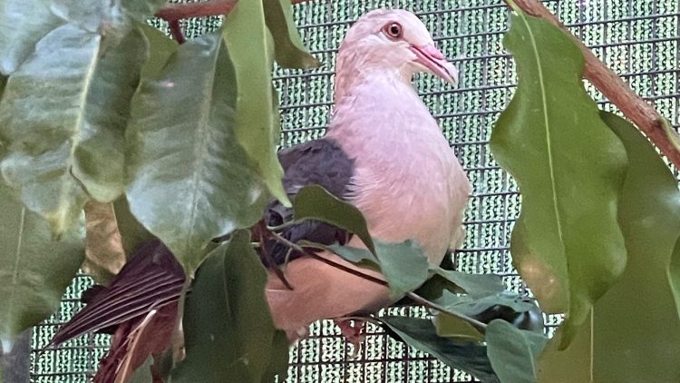 Pink pigeons from Jersey Zoo help boost wild gene pool