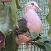 Pink pigeons from Jersey Zoo help boost wild gene pool