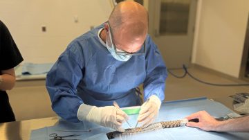 Highly experienced wild animal vet joins Durrell as Head of Veterinary Services