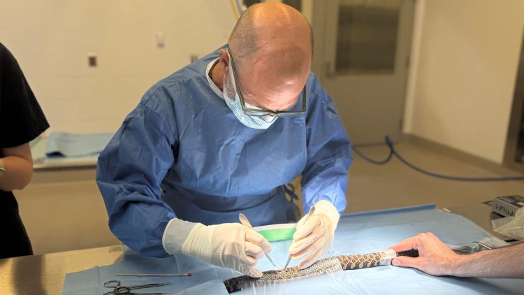 Highly experienced wild animal vet joins Durrell as Head of Veterinary Services