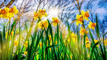 Daffodils