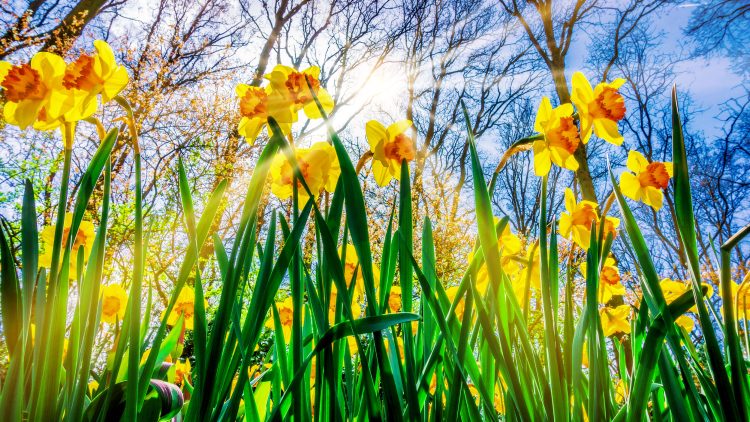 Daffodils