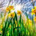 Daffodils