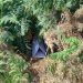 Garden Paws project launches to track small mammals in Guernsey and Herm