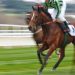 New book explores nearly 200 years of Channel Islands horseracing