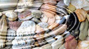 Beach shells sea Interesting news
