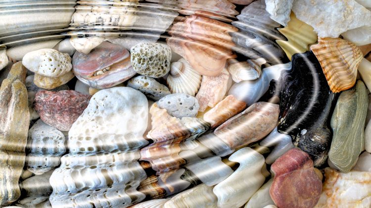 Beach shells sea Interesting news