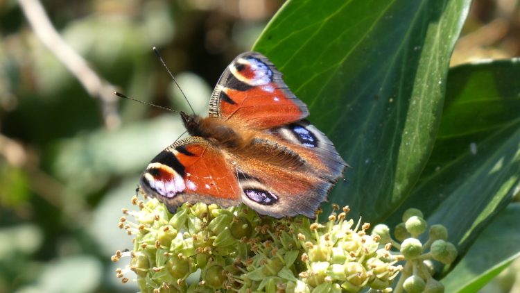 Big Butterfly Count returns to Guernsey