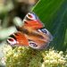 Big Butterfly Count returns to Guernsey