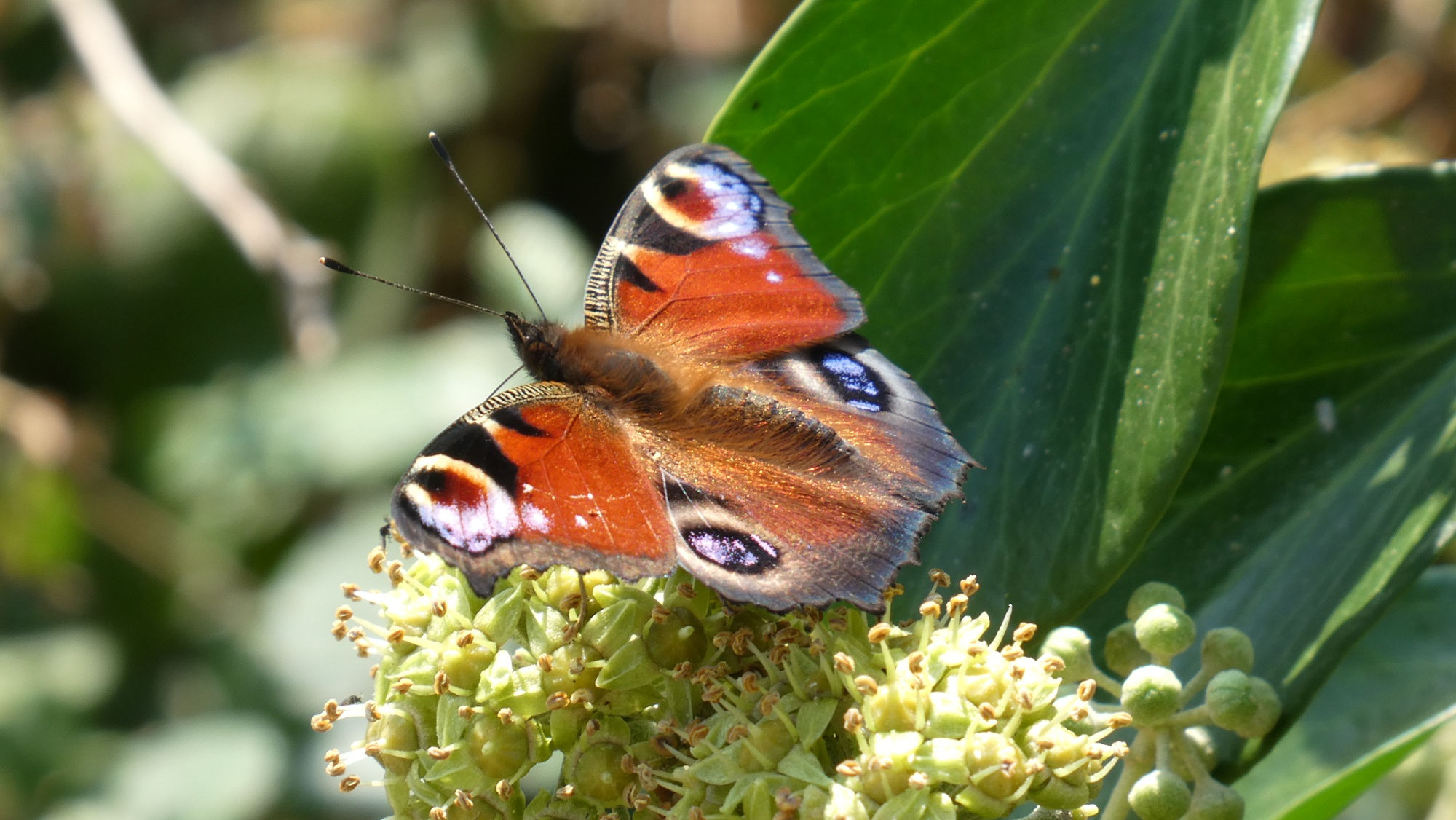 Big Butterfly Count returns to Guernsey