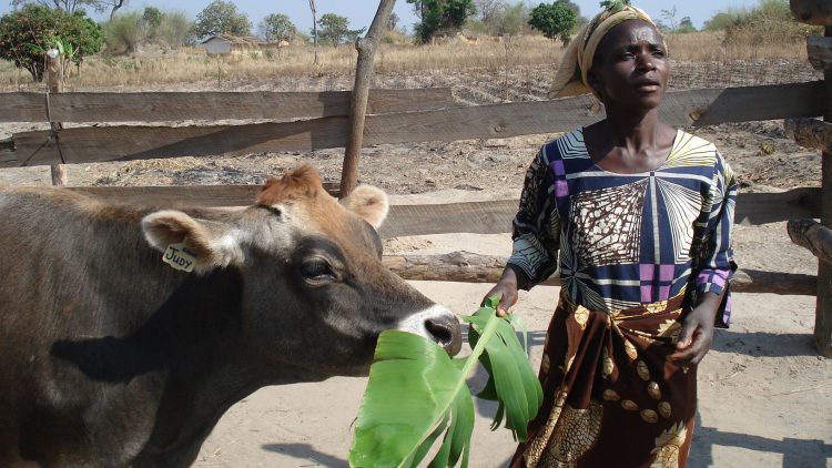 Jersey takes centre stage at international dairy conference in Zambia