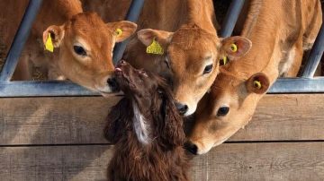 Winning animal photographs to feature in Jersey charity calendar
