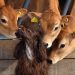 Winning animal photographs to feature in Jersey charity calendar